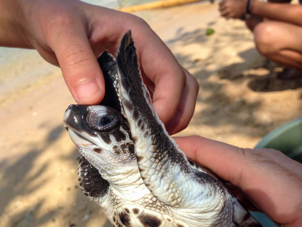 istock Juvenile hawksbill turtle on the beach in Indonesia 697115364
