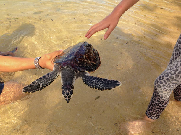 istock Juvenile hawksbill turtle on the beach in Indonesia 697115374