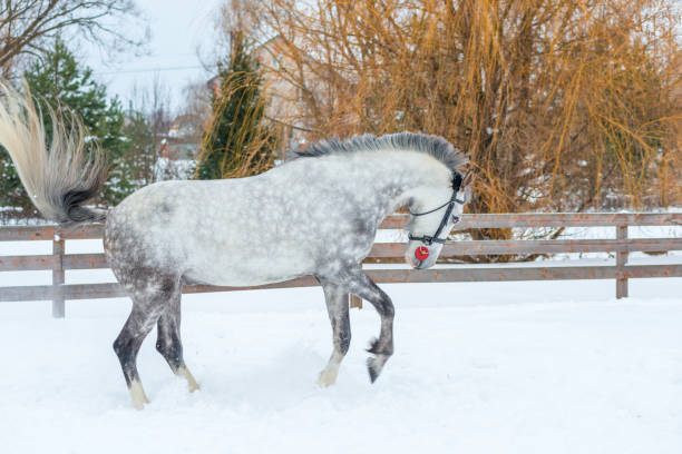 cavallo grigio attivo al galoppo attraverso la neve - horse winter dapple gray gray foto e immagini stock