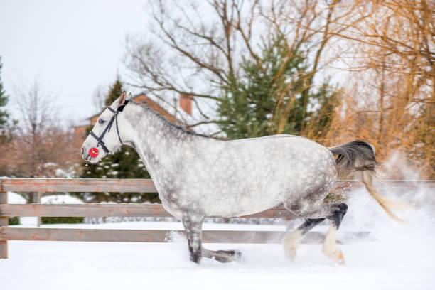 cavallo purosangue grigio imprevedibile corre in un ranch sulla neve - horse winter dapple gray gray foto e immagini stock