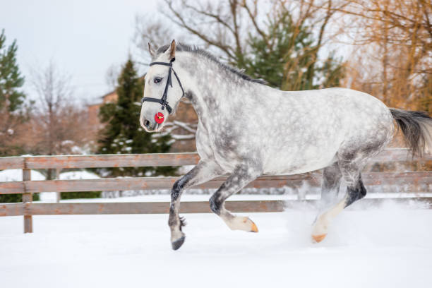 un cavallo con un bel colore attraversa il campo in inverno - horse winter dapple gray gray foto e immagini stock