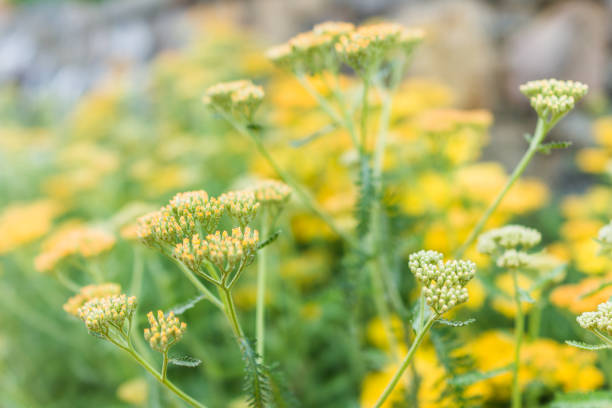 Macro closeup of pale yellow yarrow achillea flowers showing bokeh, detail and texture Macro closeup of pale yellow yarrow achillea flowers showing bokeh, detail and texture fernleaf yarrow in garden stock pictures, royalty-free photos & images