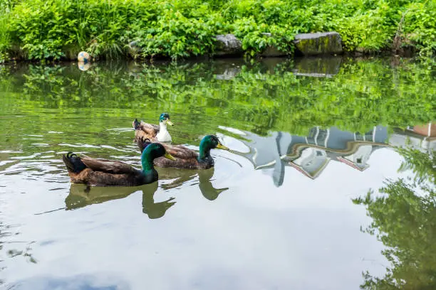 Photo of Three green ducks swimming in calm Carroll Creek in Frederick, Maryland in park