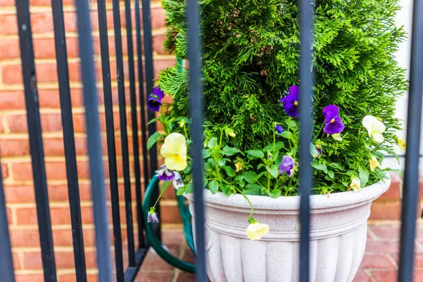 Pansy flower pot behind metal fence and brick wall on outside patio decoration