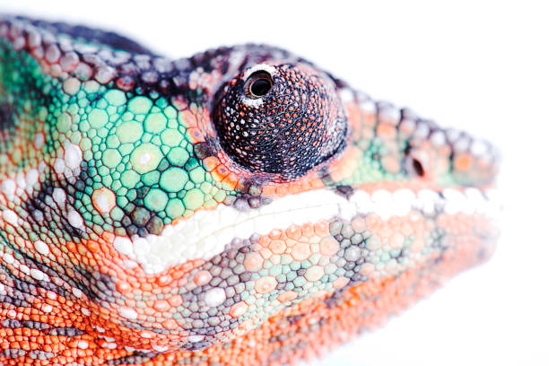istock Nosy Mitsio panther chameleon close up head on white background furcifer pardalis 697128016