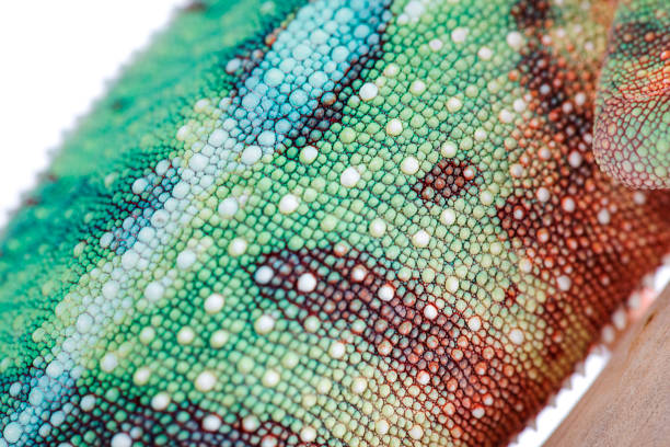 istock Panther chameleon texture close up furcifer pardalis 697128038