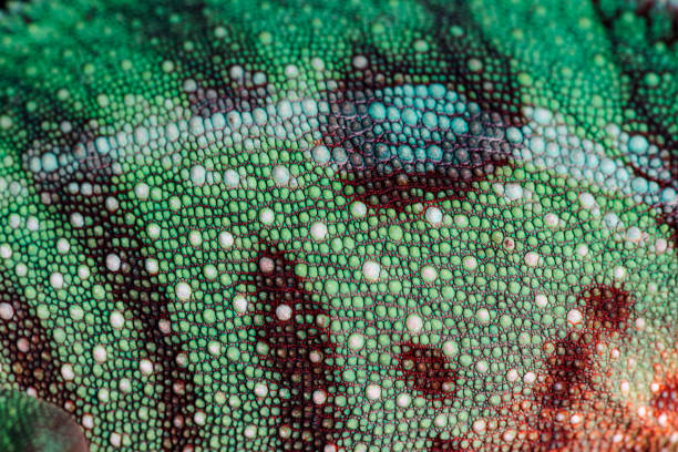 istock Panther chameleon skin texture close up furcifer pardalis 697128040