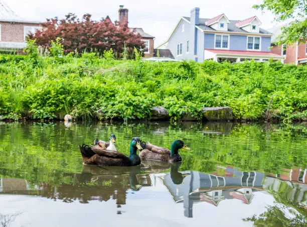 Photo of Three green ducks swimming in calm Carroll Creek in Frederick, Maryland in park