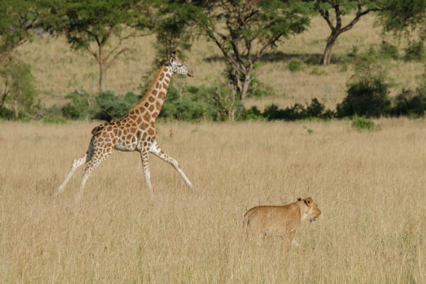 girafe de rothschild pris au milieu d’une meute de lions, murchison falls national park, ouganda - rothschild photos et images de collection