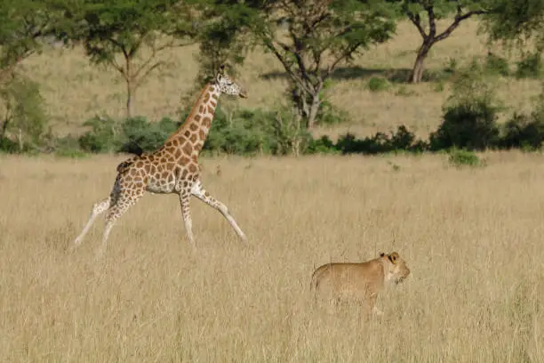 Photo of Rothschild Giraffe calf caught in the middle of a pack of lions, Murchison Falls National Park, Uganda