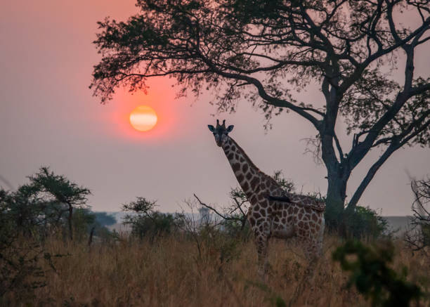 istock Rothschild Giraffe during sunrise, Murchison Falls National Park, Uganda 697130416