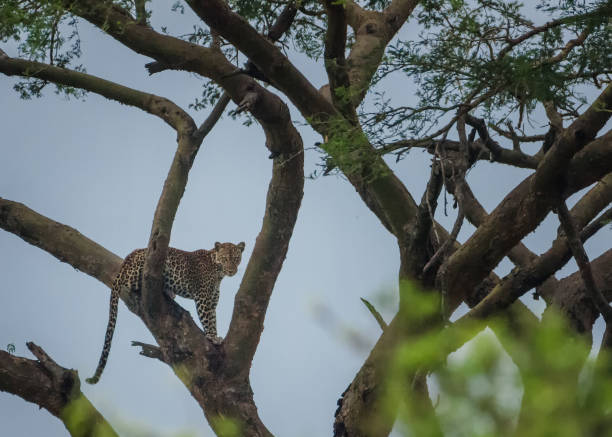 istock Leopards in a tree, Murchison Falls National Park, Uganda 697130508