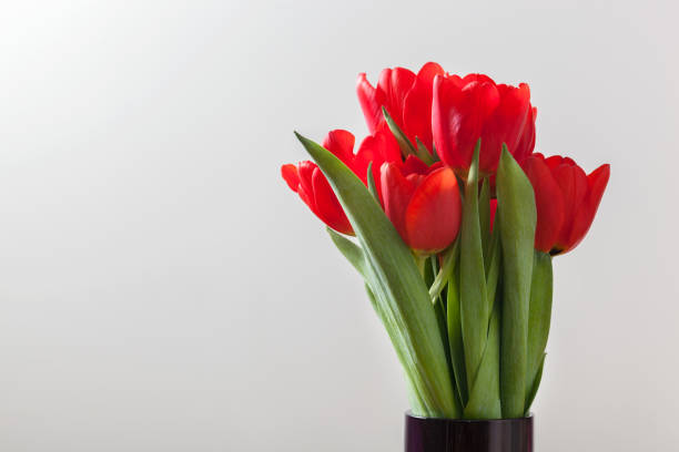 istock Red tulip flowers bouquet on grey background. 697133938