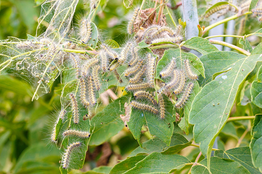 The caterpillars eat the leaves of the plant. Illustration of pests in the garden.
