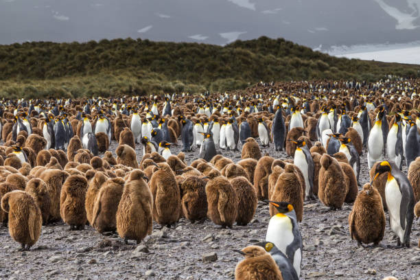 enorme stormo di ragazzi di quercia e pinguini reali a salsbury plains nella georgia del sud - oakum foto e immagini stock