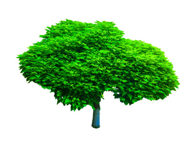 albero isolato su sfondo bianco - oak tree treelined tree single object foto e immagini stock