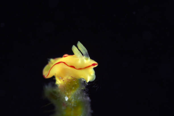 istock Nudibranch / Red margin noumea / Red lips 697148518
