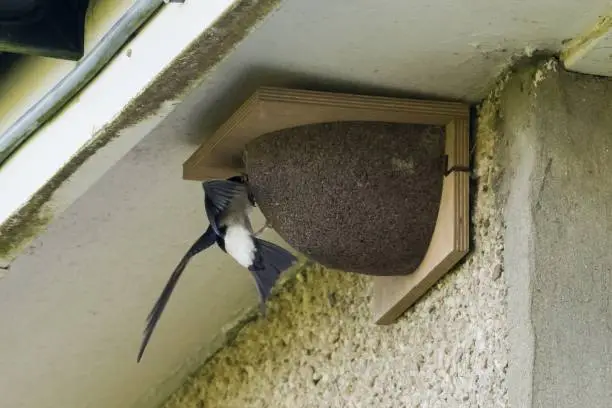 Feeding chicks, nest on house - Wales, UK.