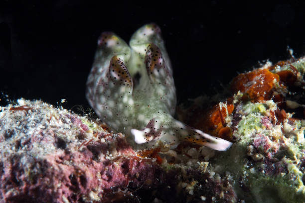 istock Nudibranch / Sea Slug / Elysia rufescens 697151396