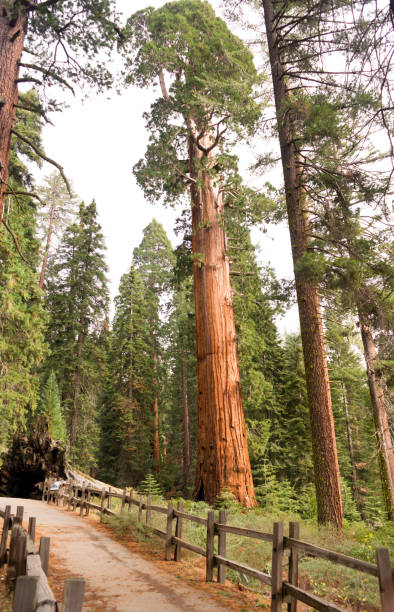 istock Giant Ancient Sequoia Tree Kings Canyon National Park 697151752