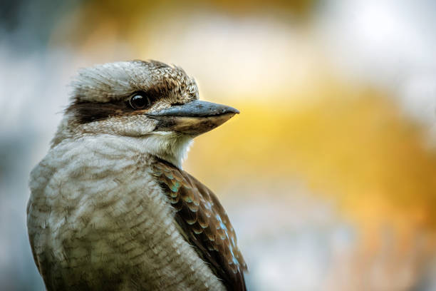 Laughing Kookaburra Australian native Laughing Kookaburra close up kookaburra stock pictures, royalty-free photos & images