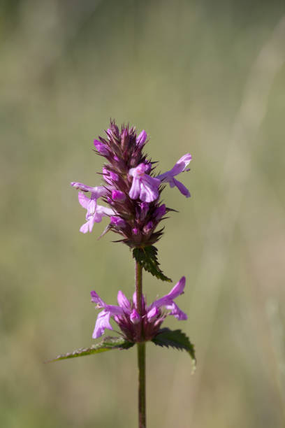 istock purple flower in nature. macro 697156048