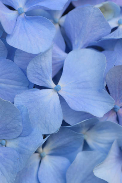 istock Macro texture of blue colored Hydrangea flower petals 697158390