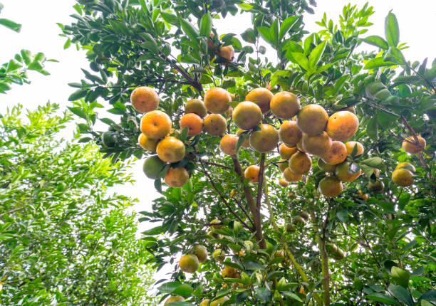 istock Closeup of ripe Tangerines hanging from branches 697158518