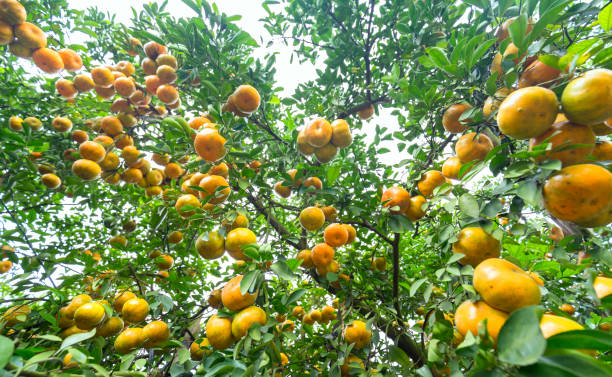 istock Closeup of ripe Tangerines hanging from branches 697158556