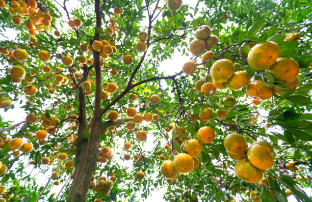 istock Closeup of ripe Tangerines hanging from branches 697158608