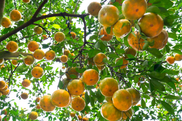 istock Closeup of ripe Tangerines hanging from branches 697158628