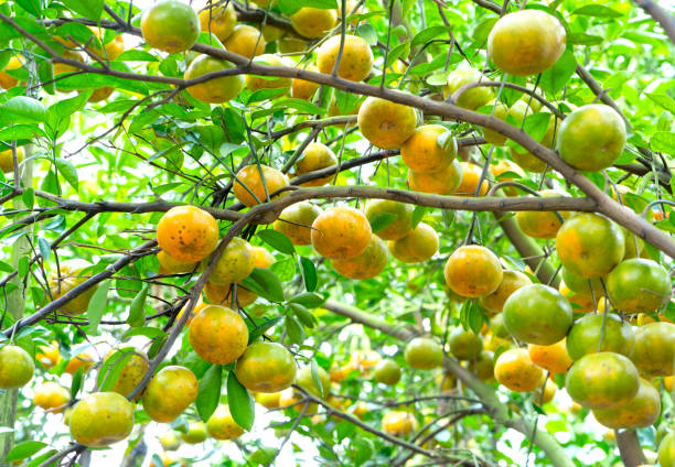 istock Closeup of ripe Tangerines hanging from branches 697158866