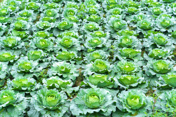 Cabbage garden with hundreds of trees covered in green fields beautiful