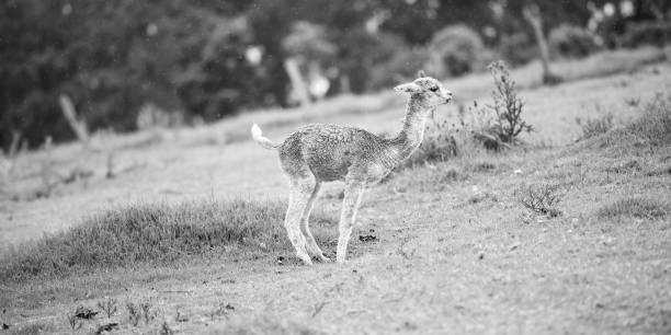 istock Baby Alpaca, also called Cria. Black and White. 697159938