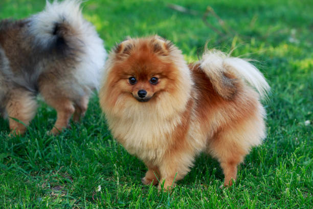 istock the dog breed pomeranian spitz 697160154