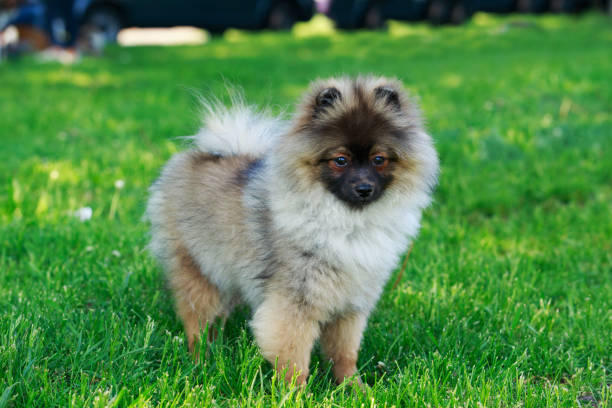 istock the dog breed pomeranian spitz 697162232