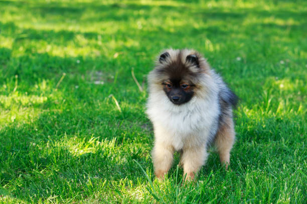 istock the dog breed pomeranian spitz 697162234