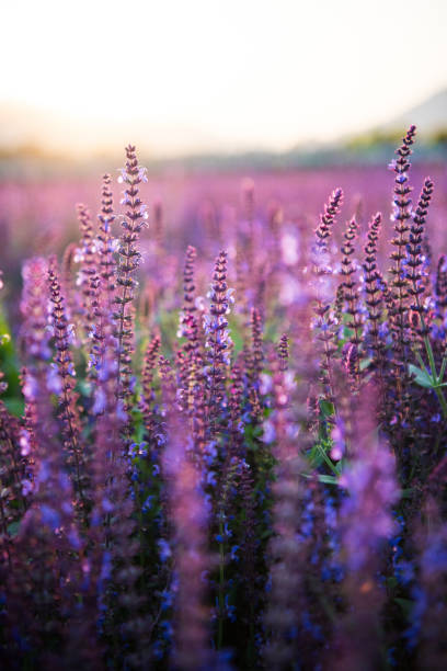 istock Lavender fields. Beautiful image of lavender field. 697162872