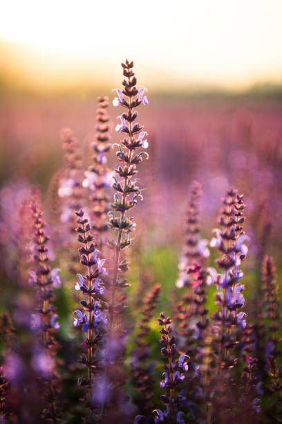 istock Lavender fields. Beautiful image of lavender field. 697162874