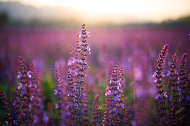istock Lavender fields. Beautiful image of lavender field. 697162930
