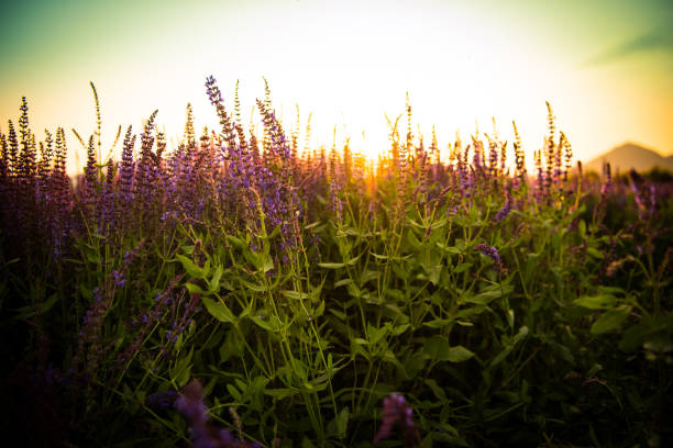 istock Lavender fields. Beautiful image of lavender field. 697163008