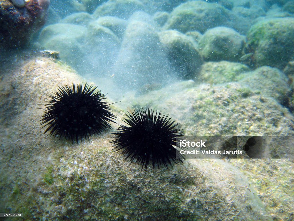 Sea urchin Sea Urchin Stock Photo