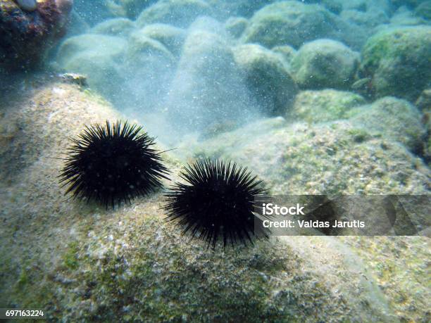 Sea Urchin Stock Photo - Download Image Now - Sea Urchin, Underwater, Animal