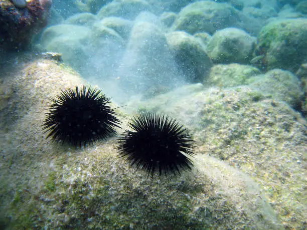 Photo of Sea urchin