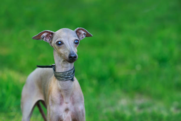 犬種イタリアン ・ グレーハウンド - italian greyhound ストックフォトと画像