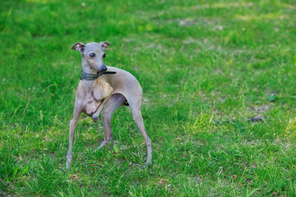 istock the dog breed Italian Greyhound 697163544