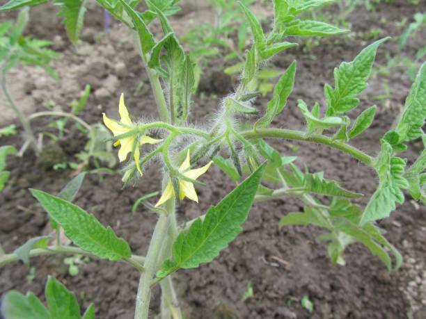 istock Green bush of tomato. 697165974