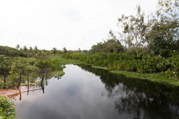 istock Potiguar north coastline, northeast, Brazil 697166256