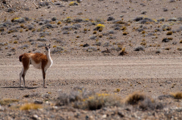 istock Roadside Guanaco in Argentina 697167156