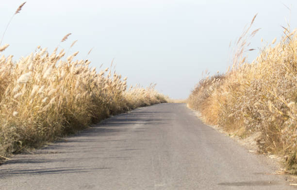 istock asphalt road in the reeds 697172398
